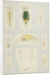 Rotifer by Charles Thomas Hudson