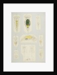 Rotifer by Charles Thomas Hudson