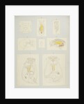 Rotifer by Charles Thomas Hudson