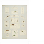 Rotifer by Charles Thomas Hudson