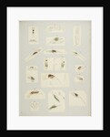 Rotifer by Charles Thomas Hudson