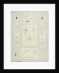 Rotifer by Charles Thomas Hudson