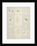 Rotifer by Charles Thomas Hudson