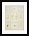 Rotifer by Charles Thomas Hudson