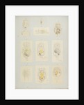 Rotifer by Charles Thomas Hudson