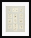 Rotifer by Charles Thomas Hudson