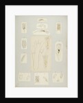 Rotifer by Charles Thomas Hudson
