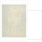 Rotifer by Charles Thomas Hudson