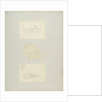 Rotifer by Charles Thomas Hudson