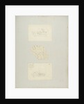 Rotifer by Charles Thomas Hudson