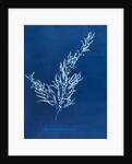 Sargassum bacciferum by Anna Atkins