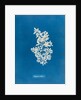 Sargassum vulgare by Anna Atkins
