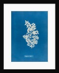 Sargassum vulgare by Anna Atkins