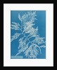 Rainbow bladderweed by Anna Atkins