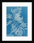 Rainbow bladderweed by Anna Atkins