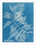 Rainbow bladderweed by Anna Atkins