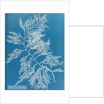 Rainbow bladderweed by Anna Atkins