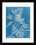 Rainbow bladderweed by Anna Atkins