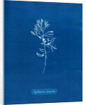 Rainbow bladderweed by Anna Atkins
