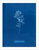Rainbow bladderweed by Anna Atkins
