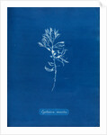 Rainbow bladderweed by Anna Atkins