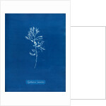 Rainbow bladderweed by Anna Atkins