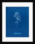 Rainbow bladderweed by Anna Atkins