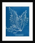 Cystoseira granulata by Anna Atkins