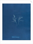 Cystoseira barbata by Anna Atkins