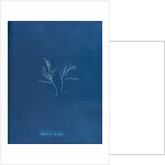 Cystoseira barbata by Anna Atkins