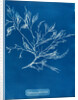 Cystoseira faeniculacea by Anna Atkins