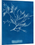 Cystoseira faeniculacea by Anna Atkins