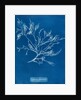 Cystoseira faeniculacea by Anna Atkins
