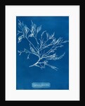 Cystoseira faeniculacea by Anna Atkins
