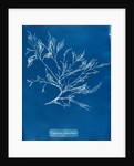 Cystoseira faeniculacea by Anna Atkins