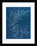 Cystoseira fzurosa by Anna Atkins
