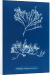 Sea oak by Anna Atkins