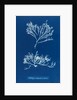 Sea oak by Anna Atkins