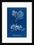Sea oak by Anna Atkins