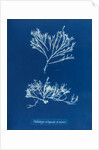 Sea oak by Anna Atkins