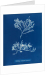 Sea oak by Anna Atkins