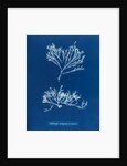 Sea oak by Anna Atkins