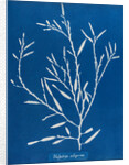 Sea oak by Anna Atkins