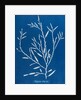 Sea oak by Anna Atkins