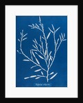 Sea oak by Anna Atkins