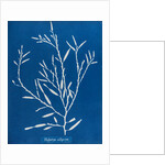 Sea oak by Anna Atkins