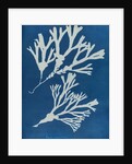Fucus vesiculosus by Anna Atkins