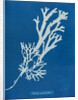 Horned wrack by Anna Atkins