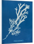 Horned wrack by Anna Atkins