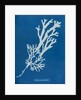 Horned wrack by Anna Atkins